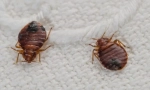 Bed bugs i uši